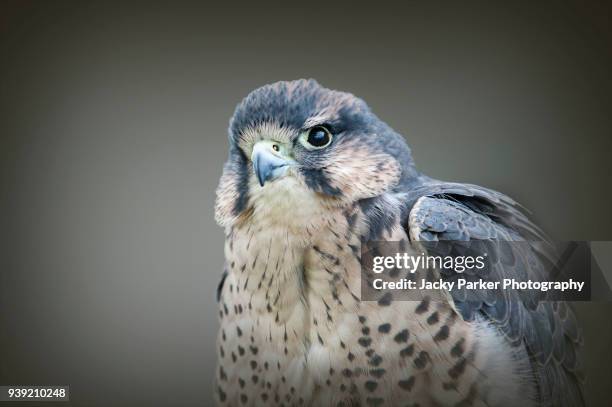 close-up image of a lanner falcon (falco biarmicus) bird of prey - alfaneque imagens e fotografias de stock