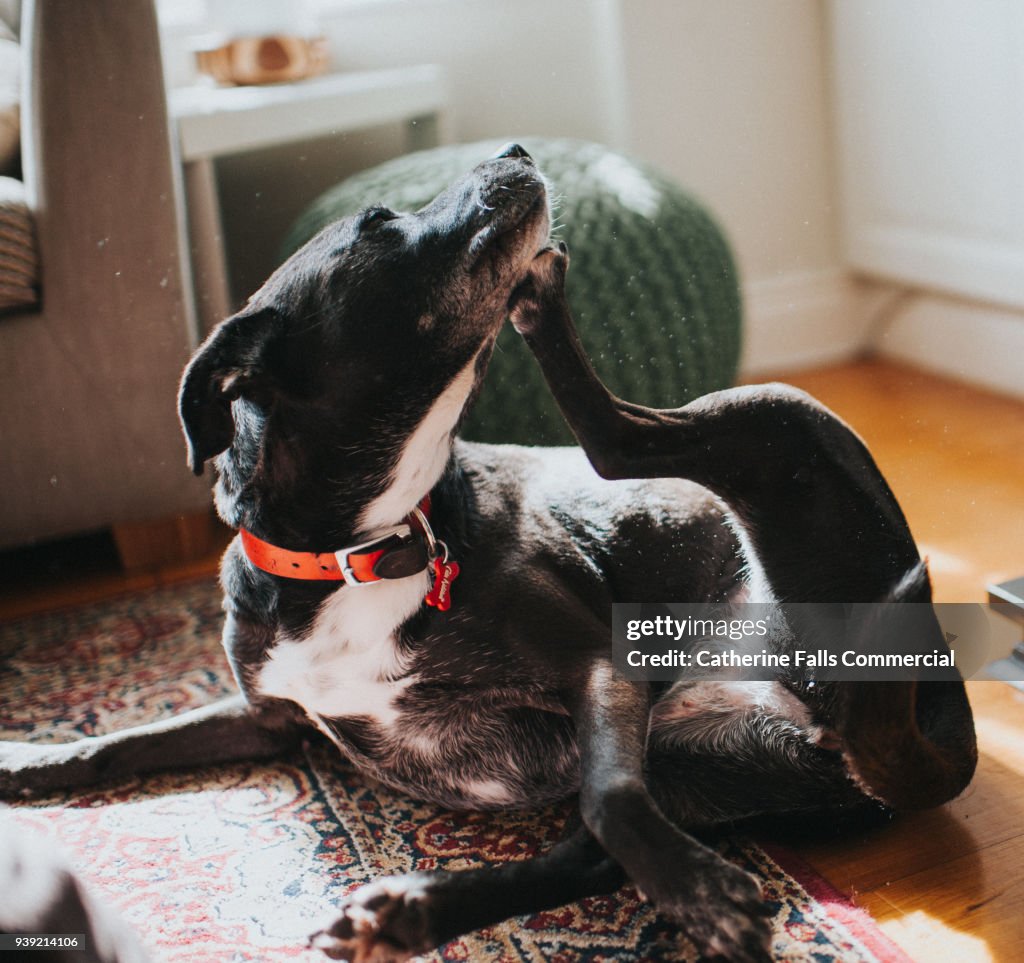 Dog Scratching