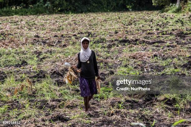 Corn farmer at Sumba as Part of East Nusa Tenggara Province in the process of becoming a province according to the Solidarity of Sumba Family in...