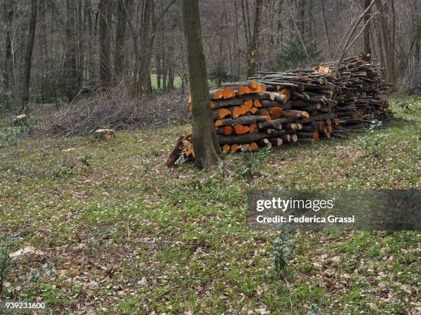 pile of stacked firewood on mount montorfano - anemone flower arrangements stock pictures, royalty-free photos & images