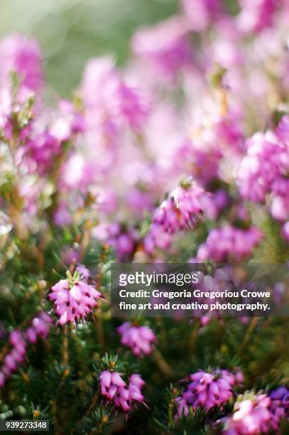 blooming heather - gregoria gregoriou crowe fine art and creative photography. imagens e fotografias de stock