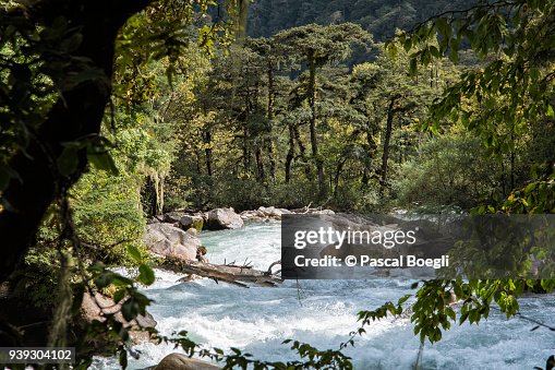 Paro Chhu river and forest between Shana and Thongo Zampa, Paro District, Snowman Trek, Bhutan Paro Chhu river and forest between Shana and Thongo Zampa, Paro District, Snowman Trek, Bhutan