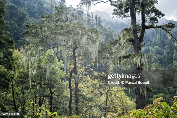 montane rainforest between thongo zampa and soi thangthangkha, paro district, snowman trek, bhutan - lush stock pictures, royalty-free photos & images