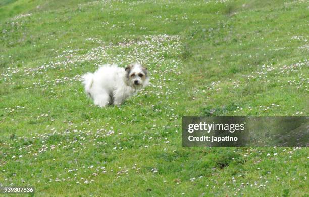 dog shitting in a public park - stool stock pictures, royalty-free photos & images