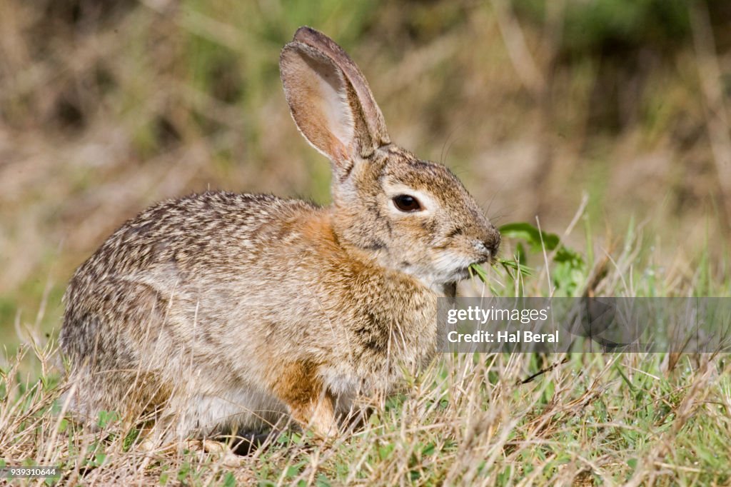 White-Tailed Jackrabbit eating