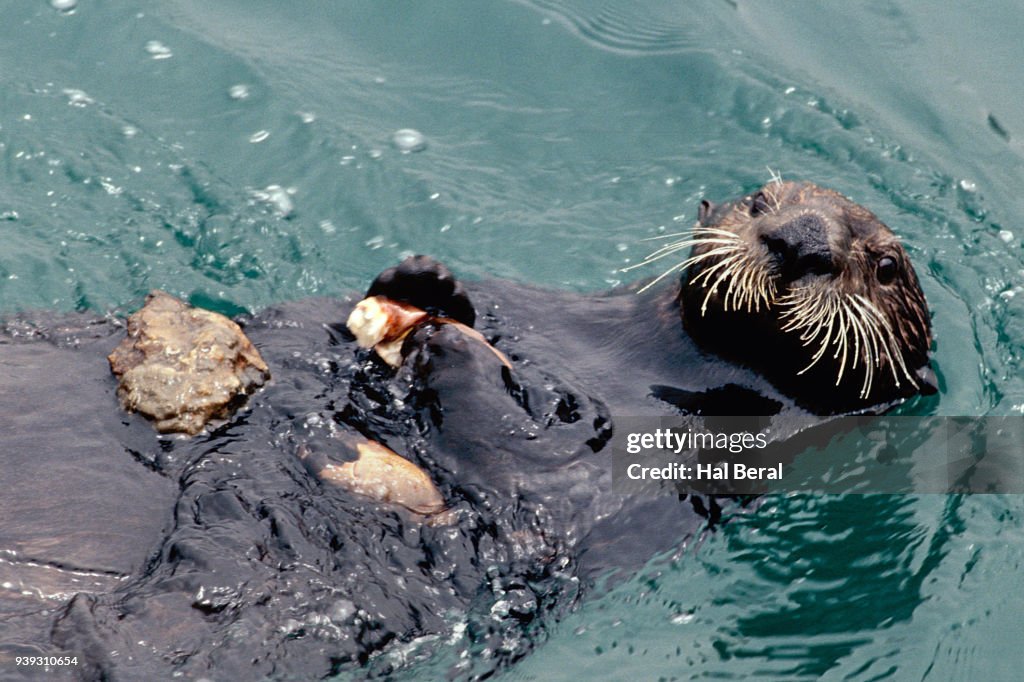 Sea Otter using stone on stomach to crack crab