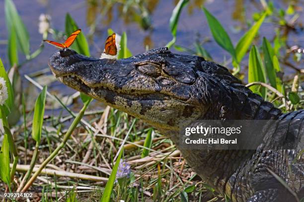 butterflys on black caiman - black caiman stock pictures, royalty-free photos & images