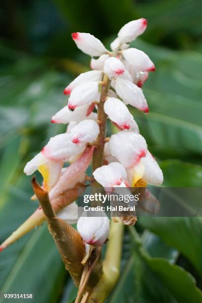 shell ginger - ginger flower stock pictures, royalty-free photos & images