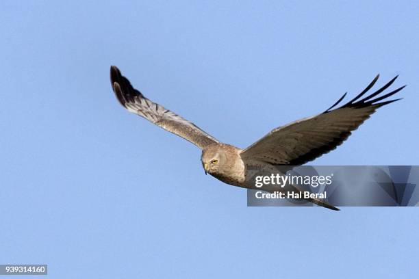 1,397 Marsh Hawk Stock Photos, High-Res Pictures, and Images - Getty Images