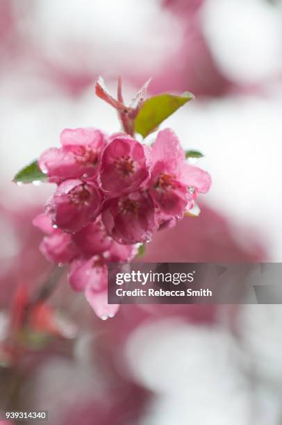 spring growth on branches - april 2017 stock-fotos und bilder