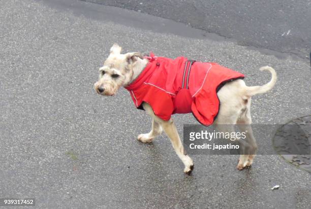 dog with raincoat in the rain - raincoat ストックフォトと画像