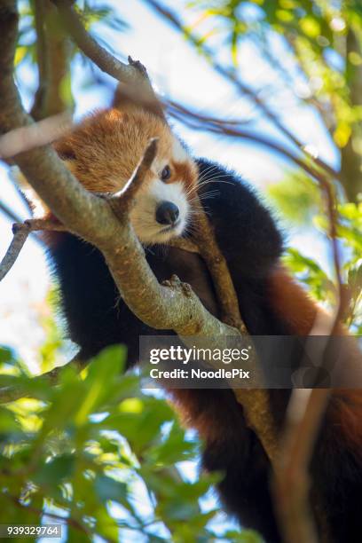 red panda - red panda stock-fotos und bilder