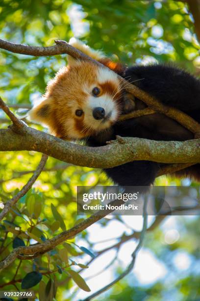 red panda - pandas stockfoto's en -beelden