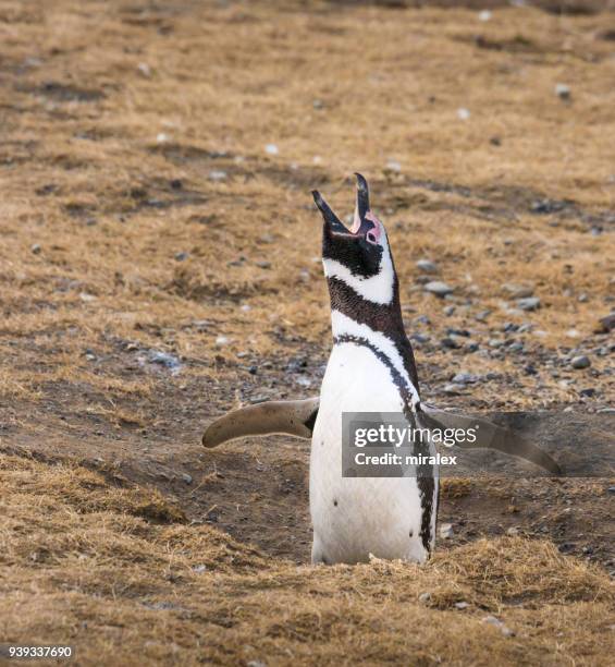 screaming magellan (magellanic) penguin - magellan penguin stock pictures, royalty-free photos & images