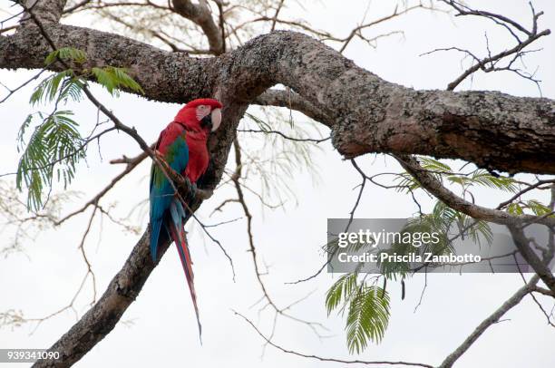 red macaw - chapada dos guimaraes fotografías e imágenes de stock