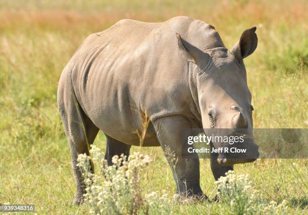 young white rhino portrait in africa in the grass - cria de rinoceronte - fotografias e filmes do acervo