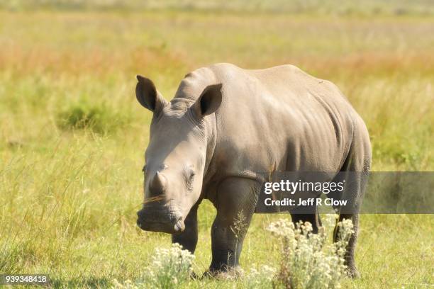 young white rhino portrait in africa in the tall grass - cria de rinoceronte - fotografias e filmes do acervo