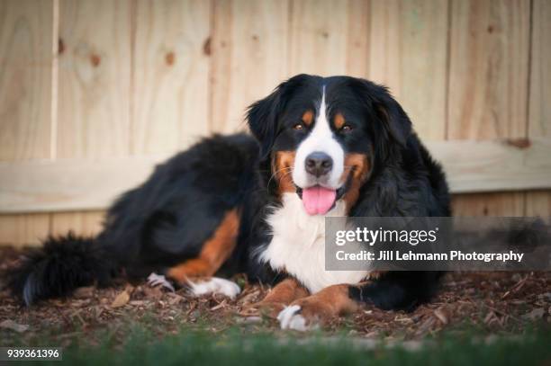 a bernese mountain dog sits outside in the grass and mulch - dogs life royals and their dogs fotografías e imágenes de stock