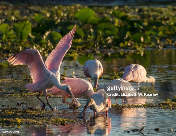 flock of roseate spoonbills - rosalöffler stock-fotos und bilder