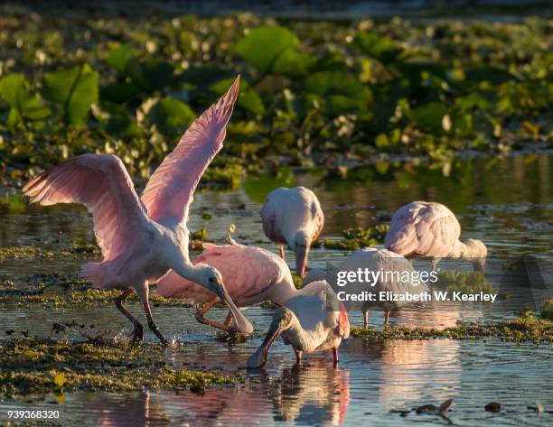 flock of roseate spoonbills - roseate spoonbill stock pictures, royalty-free photos & images