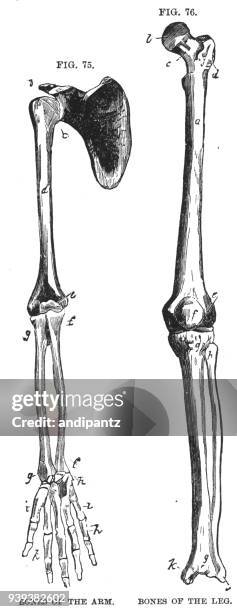 engraving of the bones of the arm and bones of the leg - femur stock illustrations