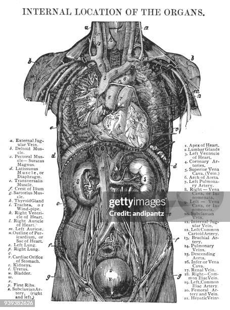 110 Location Of Organs In The Human Body Stock Photos, High Biology Diagrams