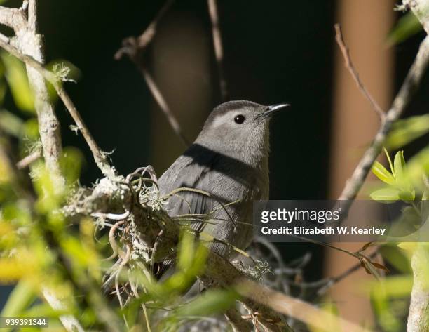 gray catbird in the bush - tropical bush stockfoto's en -beelden