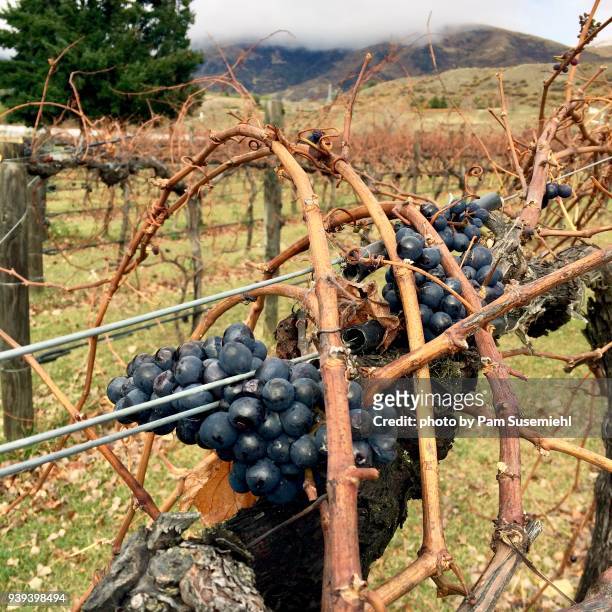 grapes left on dormant vineyard, otago region of new zealand - otago stock-fotos und bilder