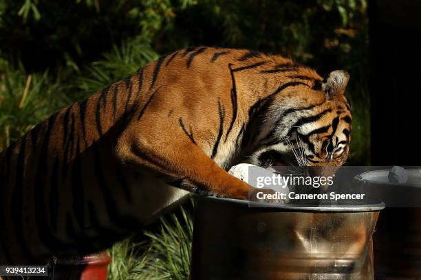 Clarence' a Sumatran tiger eats an Easter Egg at Taronga Zoo on March 29, 2018 in Sydney, Australia. The Easter-themed treats and enrichment were...