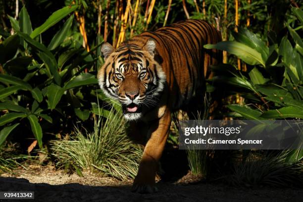 Clarence' a Sumatran tiger walks through his enclosure looking for Easter Eggs at Taronga Zoo on March 29, 2018 in Sydney, Australia. The...