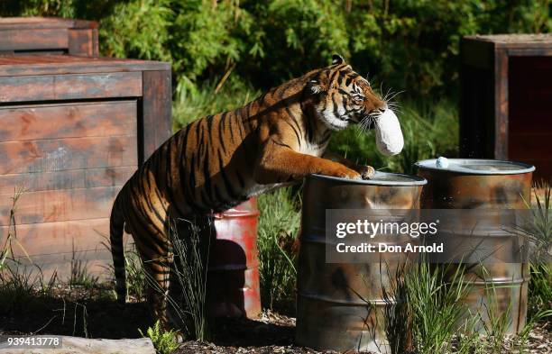 Clarence the Sumatran tiger eats Easter treats prvided by zoo staff at Taronga Zoo on March 29, 2018 in Sydney, Australia. The Easter-themed treats...