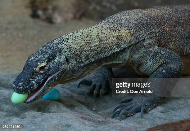 Naga the Komodo Dragon eats Easter treats provided by zoo staff at Taronga Zoo on March 29, 2018 in Sydney, Australia. The Easter-themed treats and...