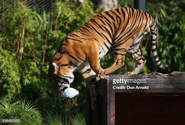 Clarence the Sumatran tiger eats Easter treats provided by zoo staff at Taronga Zoo on March 29, 2018 in Sydney, Australia. The Easter-themed treats...