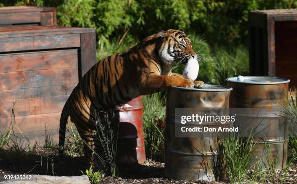 Clarence the Sumatran tiger eats Easter treats provided by zoo staff at Taronga Zoo on March 29, 2018 in Sydney, Australia. The Easter-themed treats...