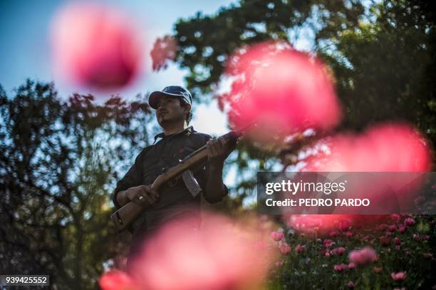 Guerrero Community Police member stands guard at an illegal poppy field, in Heliodoro Castillo, Guerrero state, Mexico, on March 25, 2018. - In the...