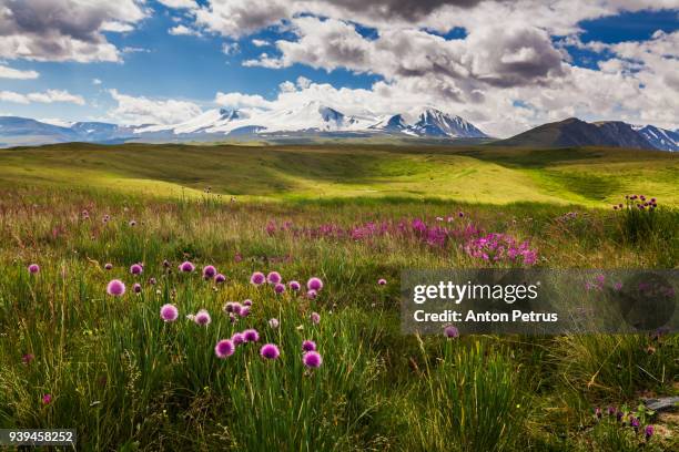 wild flowers high in the mountains - steppe stockfoto's en -beelden