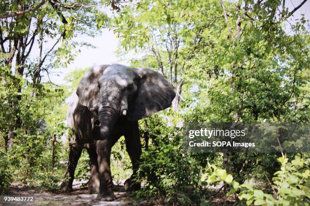 An elephant at Moremi Game Reserve. The Reserve which is in the Okavango Delta is home to a variety of birds and animal species such as hippos,...
