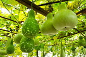 Tree of gourd and bottle gourd on the vine.(Lagenaria siceraia (Molina) Standley.)