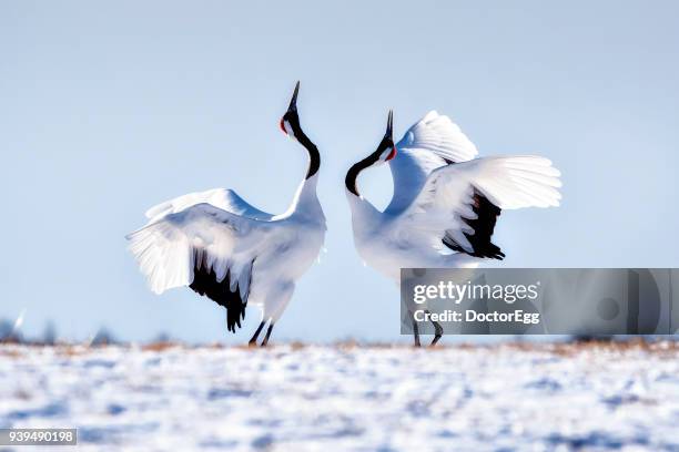 japanese red crown cranes dancing on snow at tsurui ito tancho sanctuary japanese cranes reservation center - mating stock pictures, royalty-free photos & images