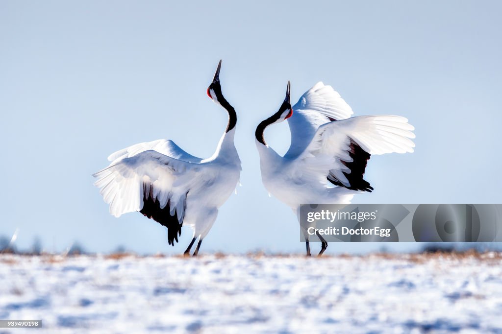 Japanese Red Crown Cranes Dancing on Snow at Tsurui Ito Tancho Sanctuary Japanese Cranes Reservation Center