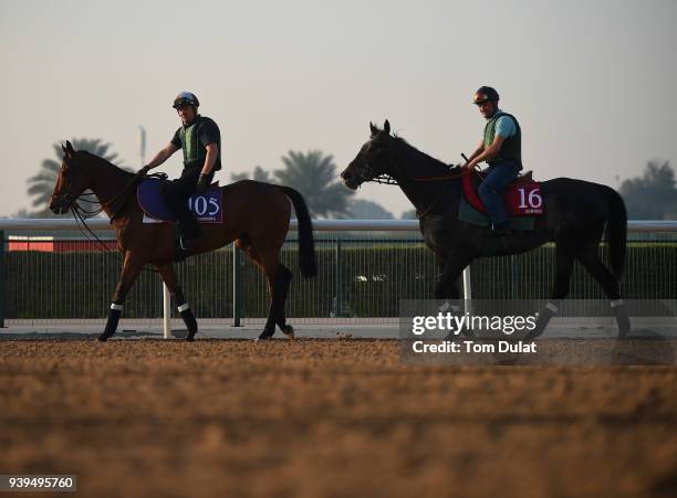 Canndera and Vazirabad during track work day prior to Dubai World Cup 2018 at the Meydan Racecourse on March 29, 2018 in Dubai, United Arab Emirates.