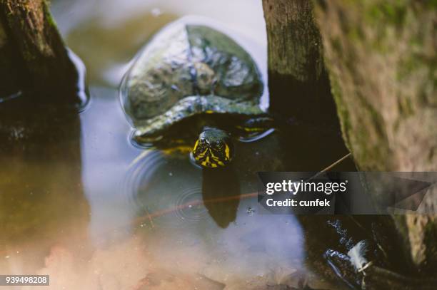 turtle in pond - scute stock pictures, royalty-free photos & images