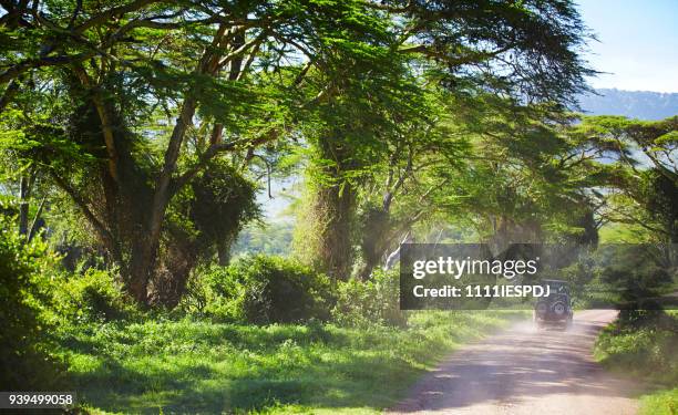 pad met 4 x 4 in de ngorongoro krater, op de weg wilde dieren zien. - volcanic crater stockfoto's en -beelden