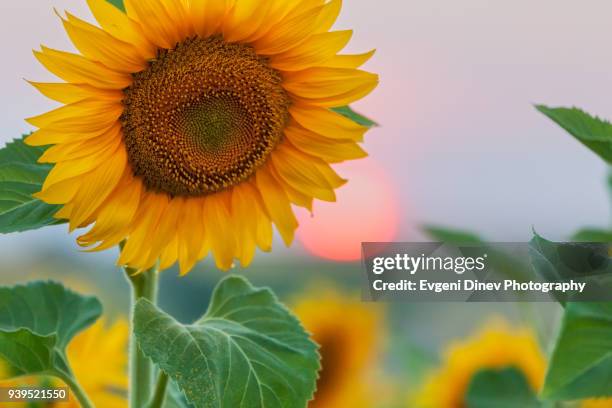 sunflower at sunset - yambol stock pictures, royalty-free photos & images