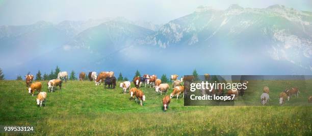 koeien op de weide in italiaanse alpen - loops7 stockfoto's en -beelden