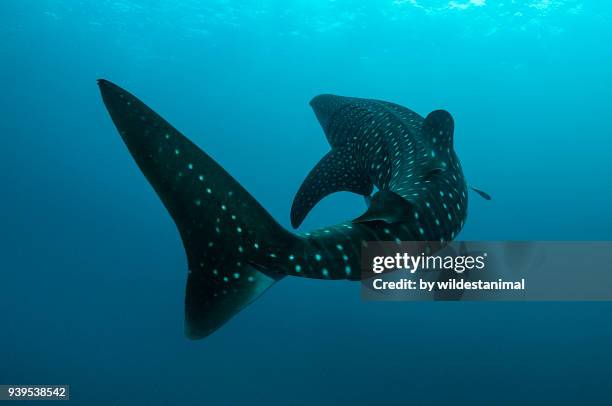 whale shark turns in front of the camera, cenderawasih bay, west papua, indonesia. - whale shark stock-fotos und bilder