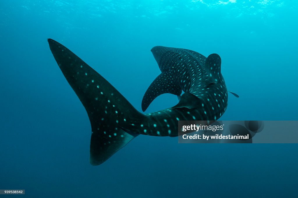 Whale shark turns in front of the camera, Cenderawasih Bay, West Papua, Indonesia.