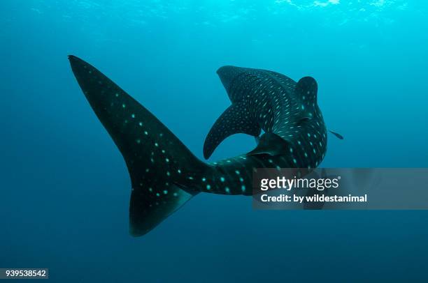 whale shark turns in front of the camera, cenderawasih bay, west papua, indonesia. - walvishaai stockfoto's en -beelden