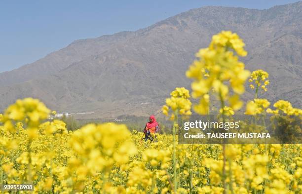 Kashmiri resident walks through mustard crop on the outskirts of Srinagar on March 29, 2018.