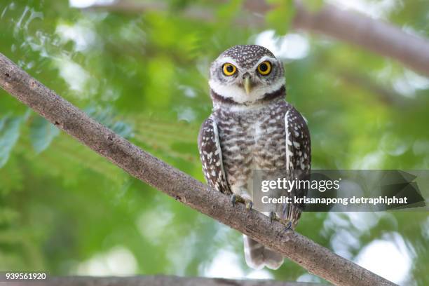 spotted owl - norte imagens e fotografias de stock